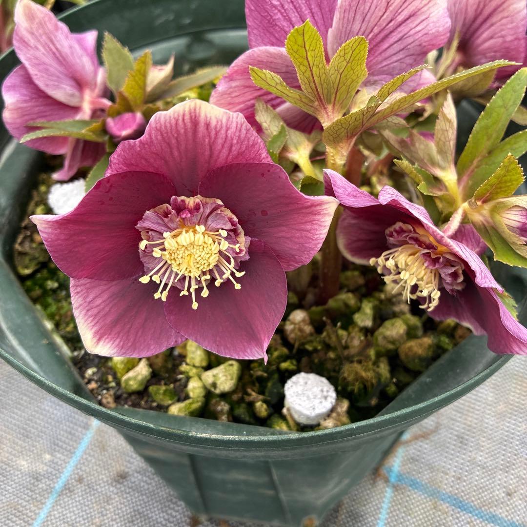 クリスマスローズ　レッドオーレア　白抜　セミダブル