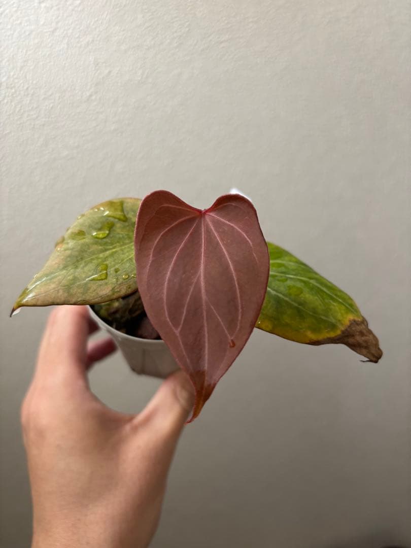 【新春セール】Anthurium Kingofspades butterfly