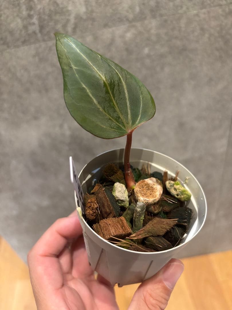 【新春セール】Anthurium Kingofspades butterfly