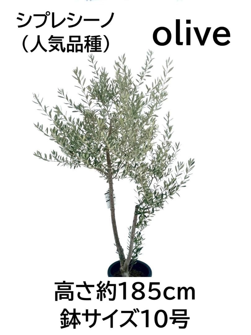 オリーブの木　シプレシーノ　10号　約185cm　NO.877　人気　現品掲載