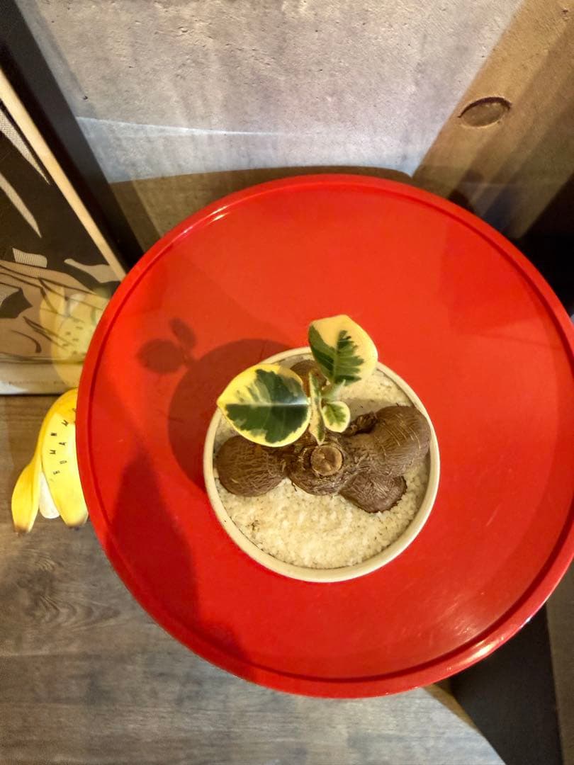 パンダガジュマル斑入り