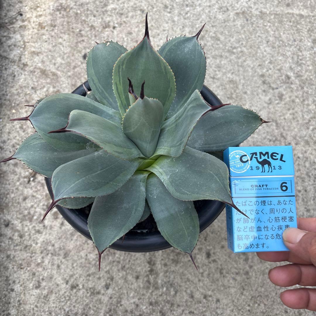 パリー　JCシャドー