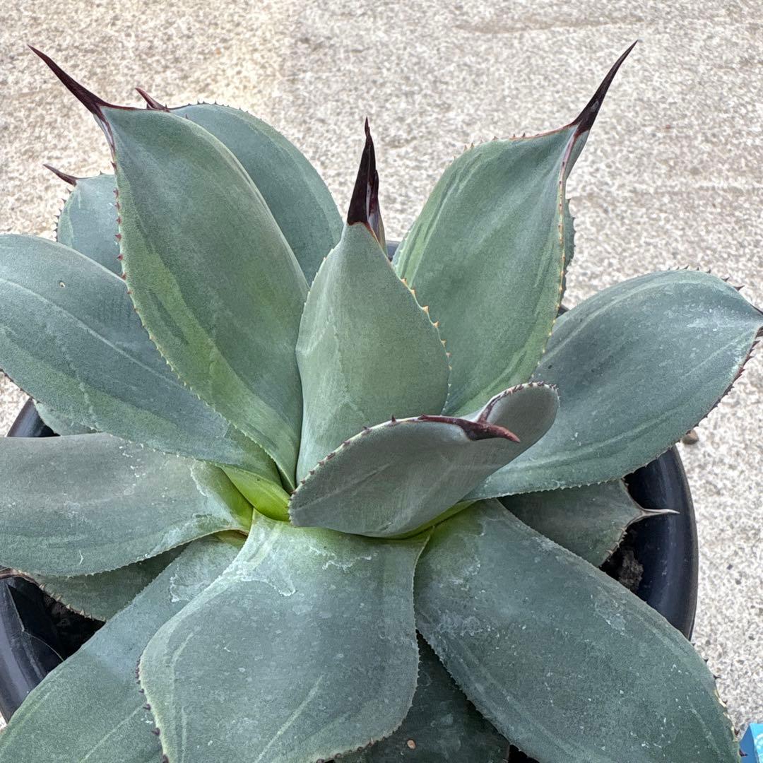 パリー　JCシャドー