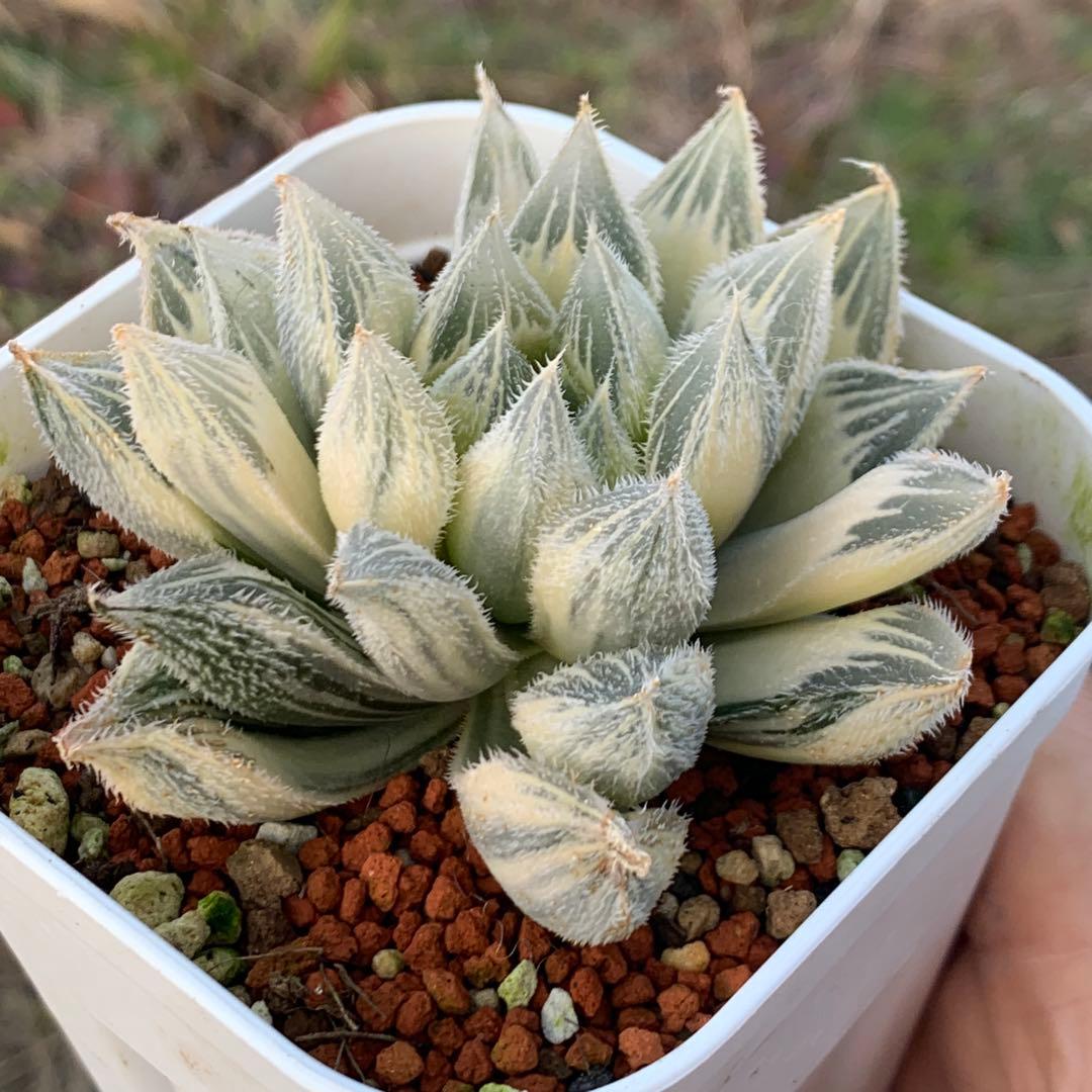 多肉植物 ハオルチア 白雪絵巻錦糊斑 極上大株