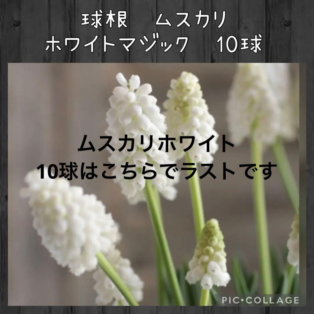 【球根】★残りわずか★ムスカリ　ホワイトマジック　10球