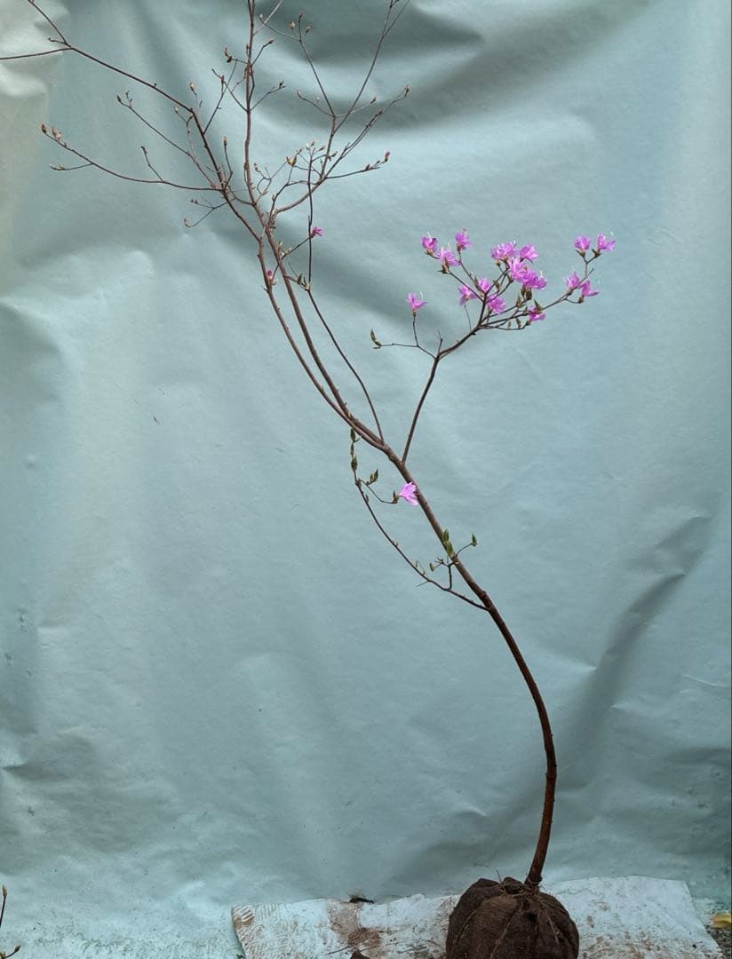 ミツバツツジ　人気の山採り風