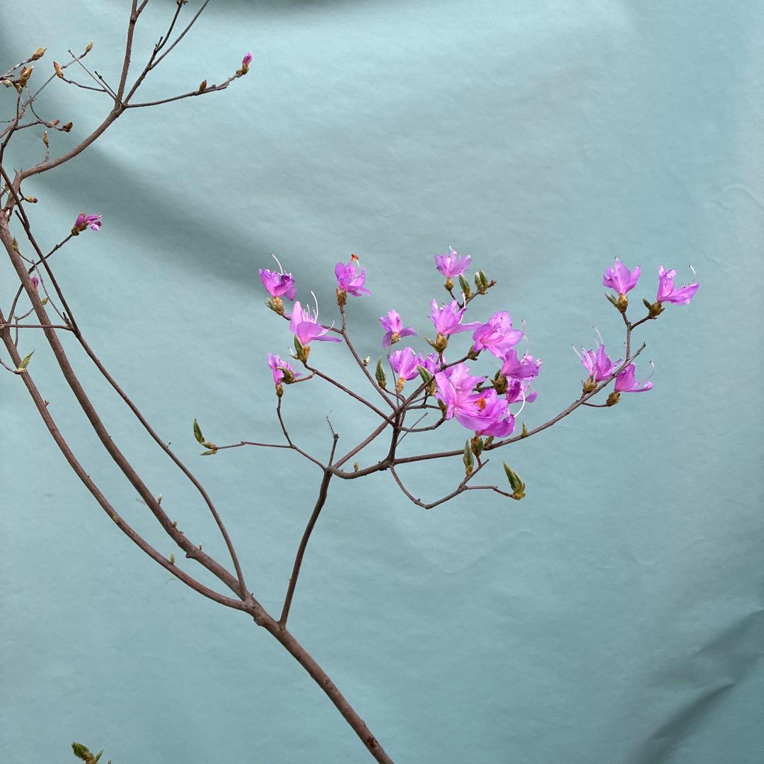 ミツバツツジ　山採り風