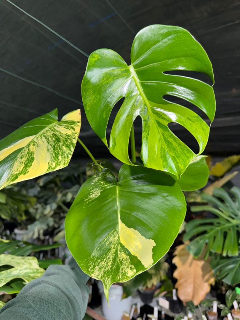 MY1モンステラ　イエローマリリン　黄斑入り