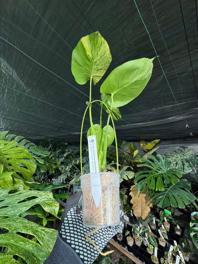 MY1モンステラ　イエローマリリン　黄斑入り