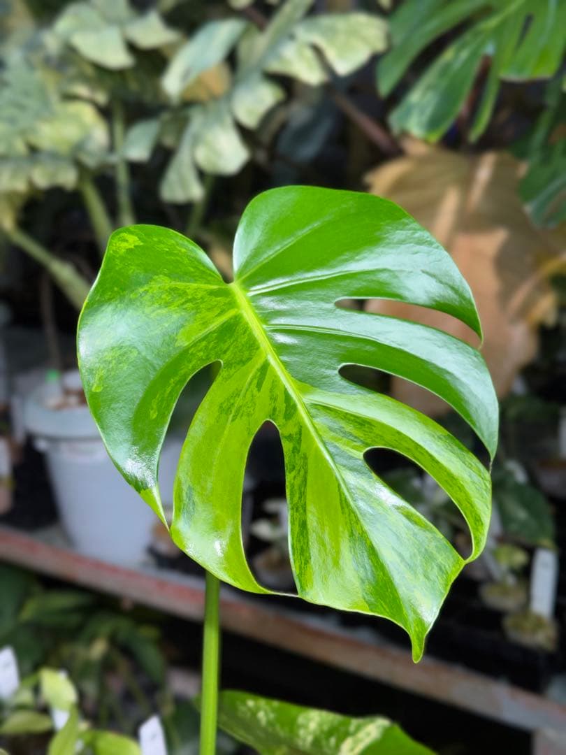 MY1モンステラ　イエローマリリン　黄斑入り