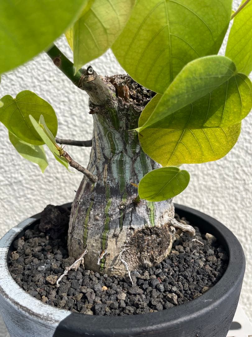 良型　ボンバックス