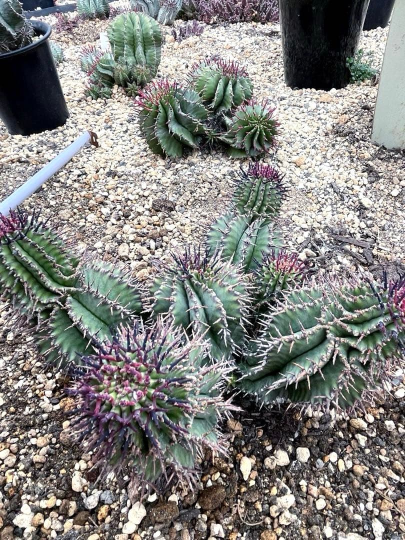 S*…様 ユーフォルビアホリダ 群生 10頭