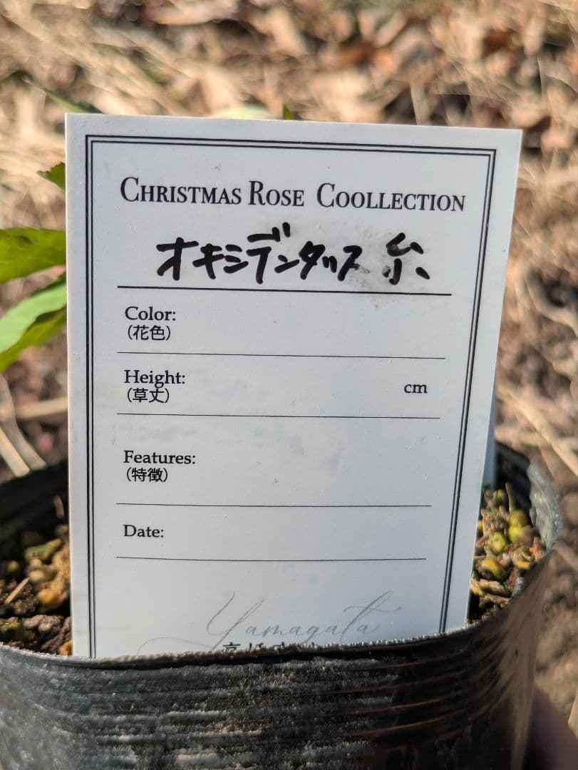 高橋育苗 little beast オキシデンタリス系 原種交配 カップ咲き