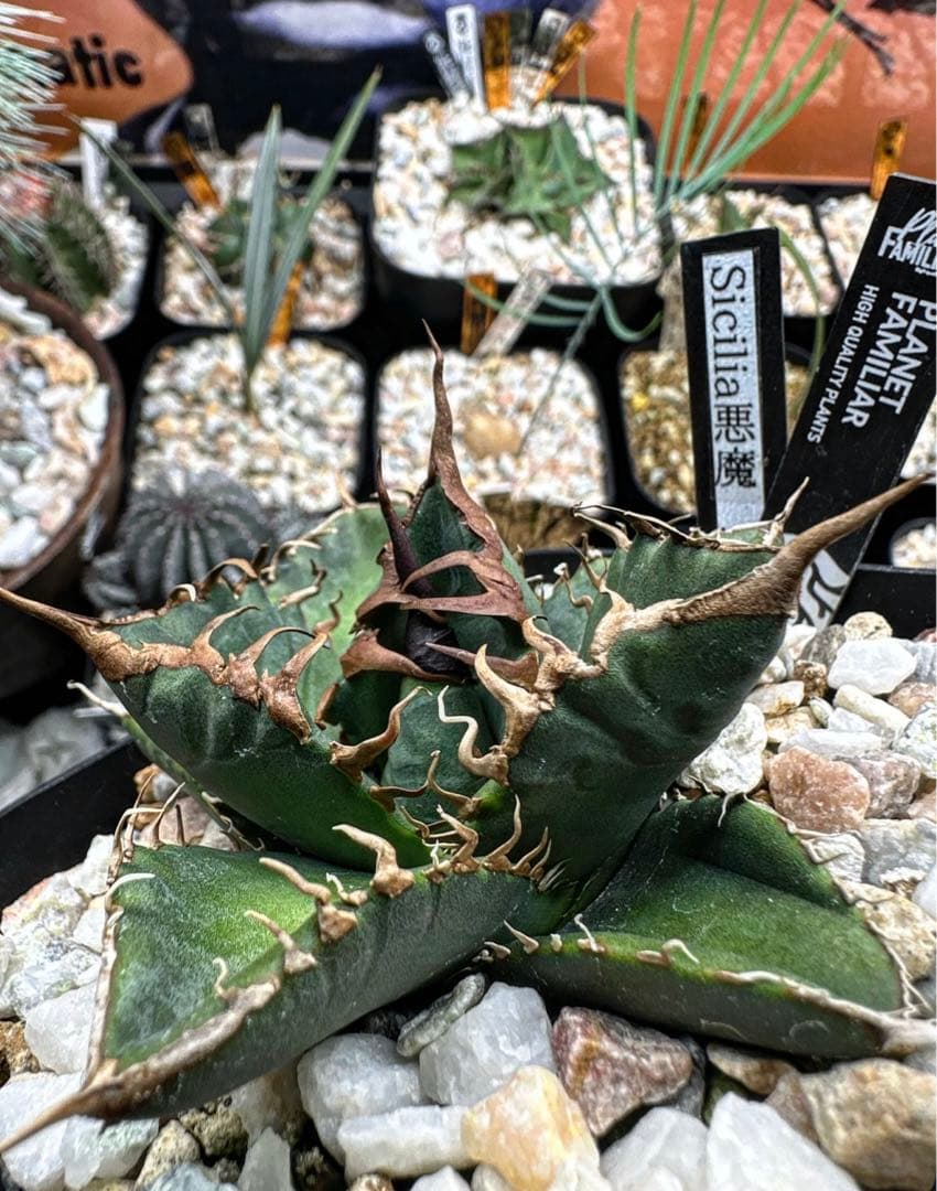 【 シチリア 悪魔 】 検 悪魔くん バケモノ スーパーチタノタ