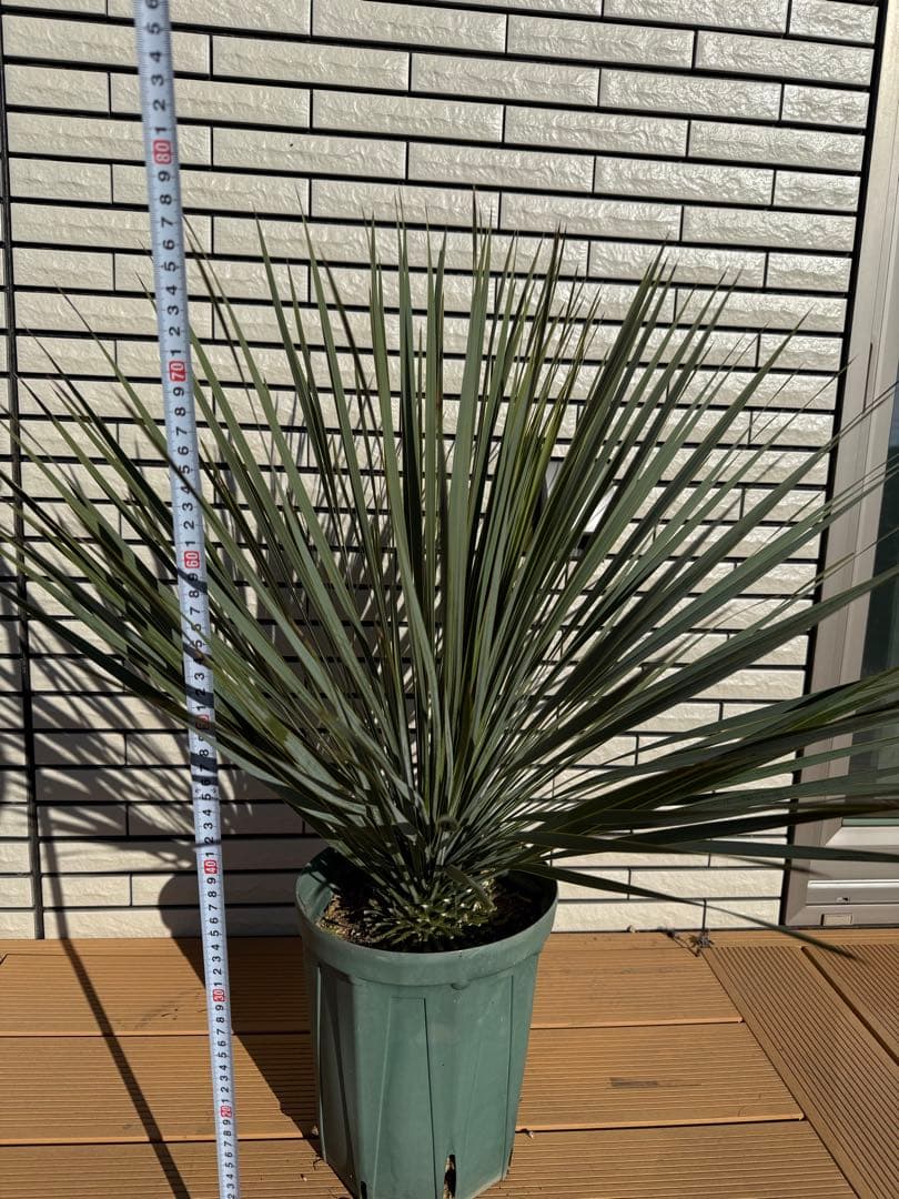 ユッカ・ロストラータ