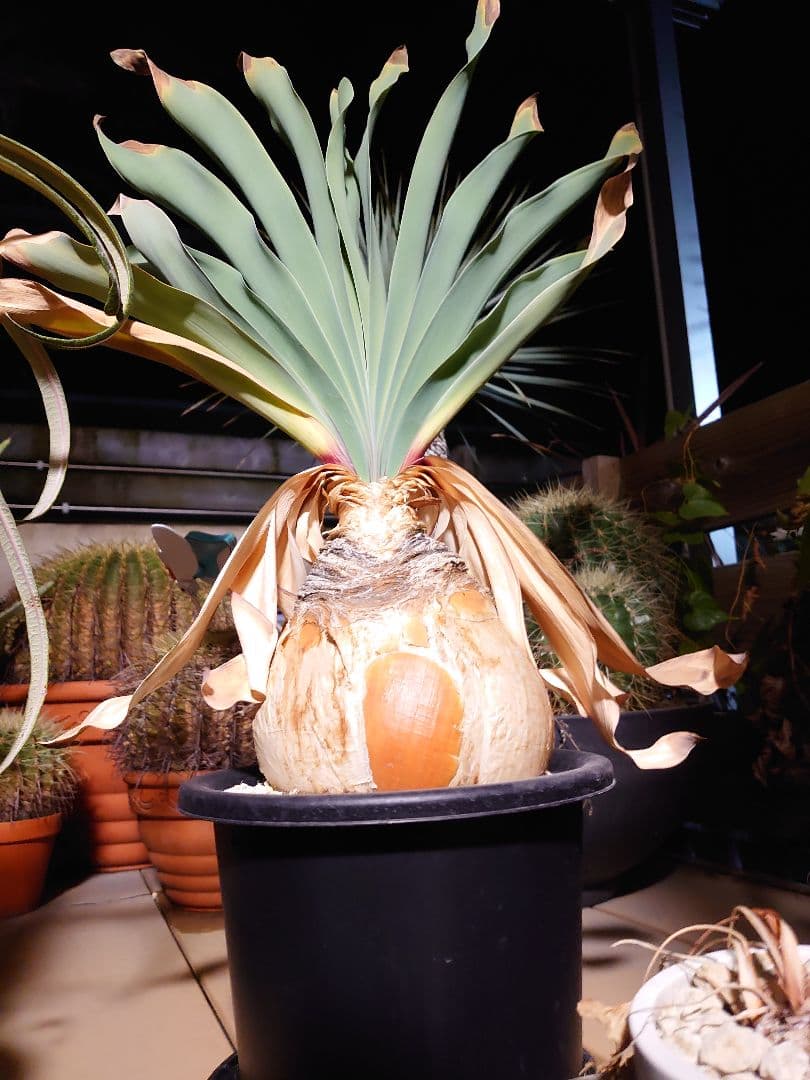 ブーファン ハエマンソイデス