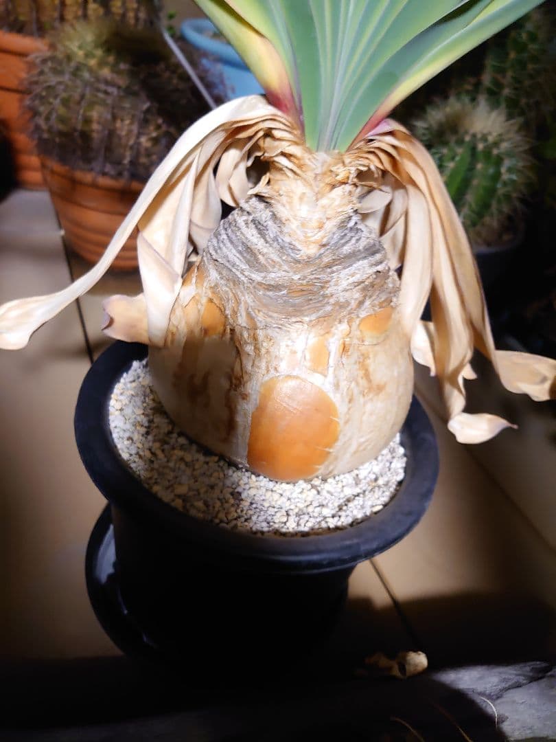 ブーファン ハエマンソイデス