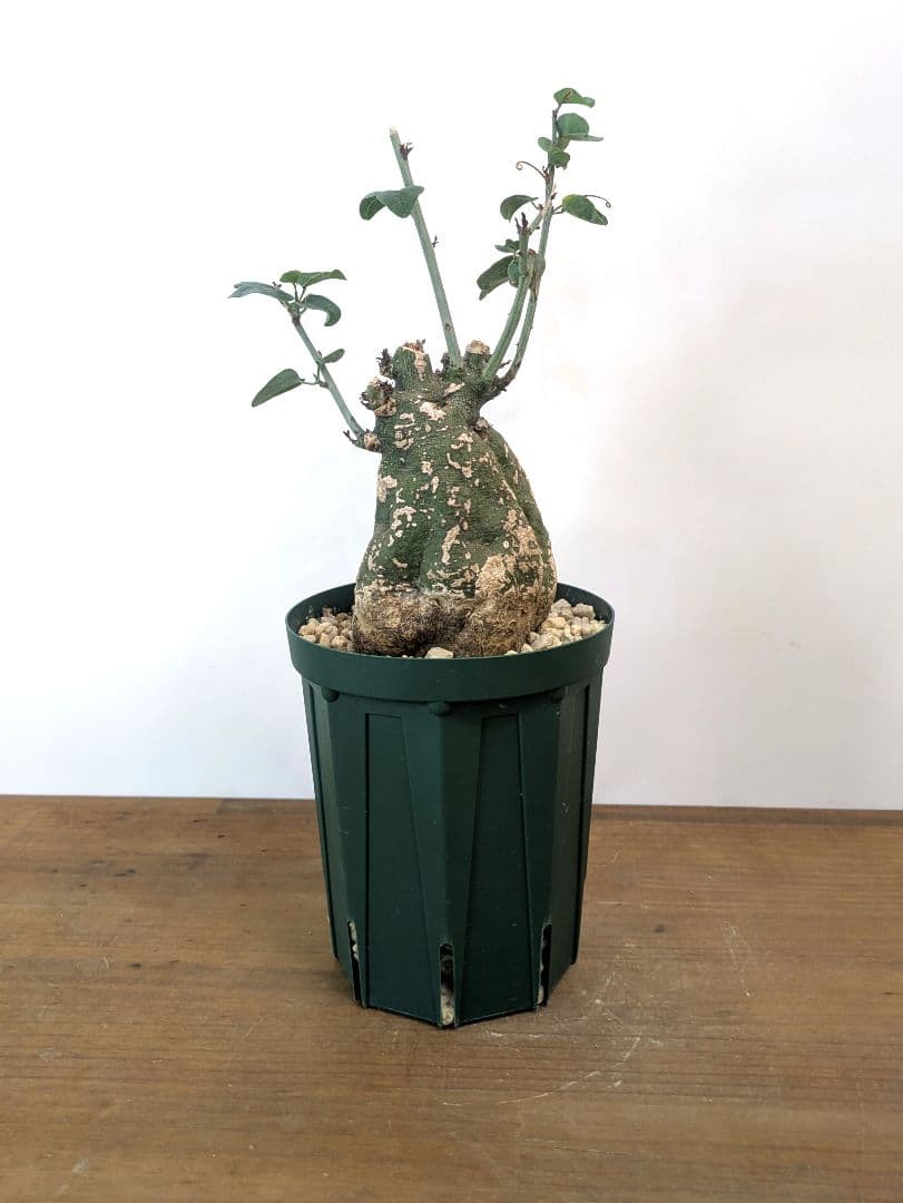 アデニア スピノーサ 現地株 発根済