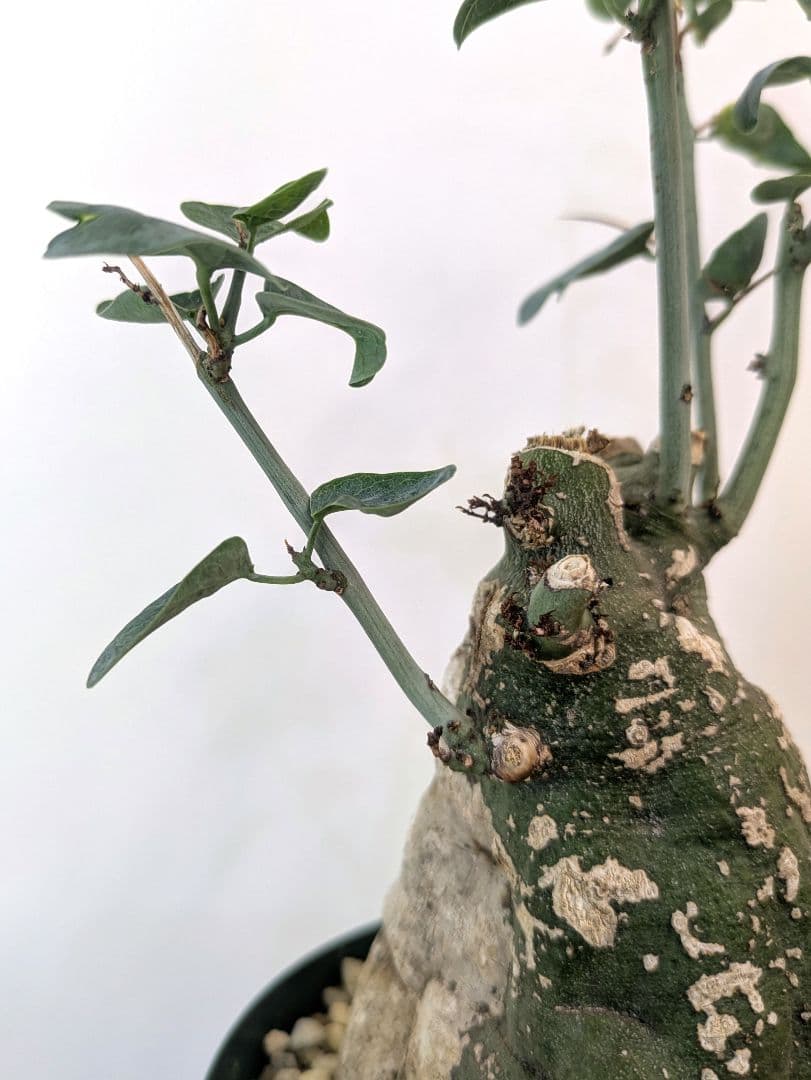 アデニア スピノーサ 現地株 発根済