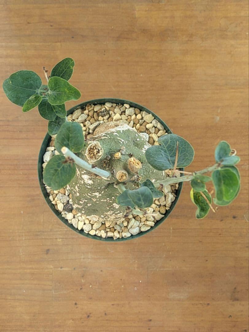 アデニア スピノーサ 現地株 発根済