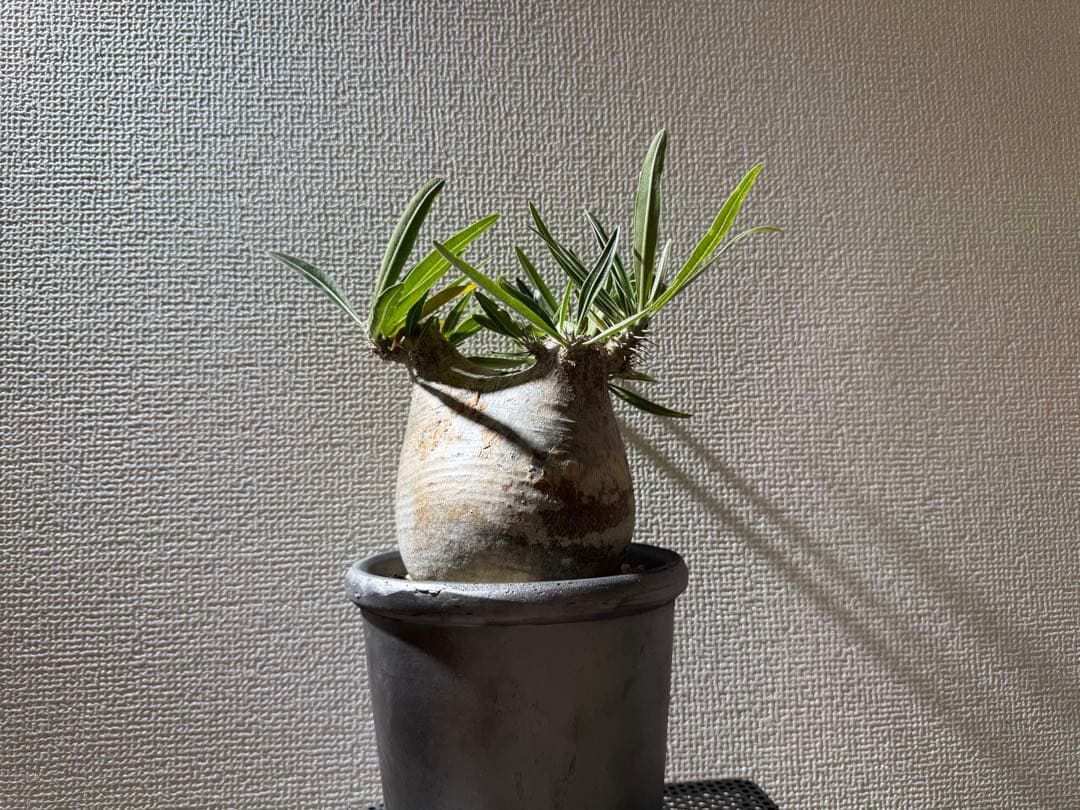 パキポディウムグラキリス　現地株　発根済み