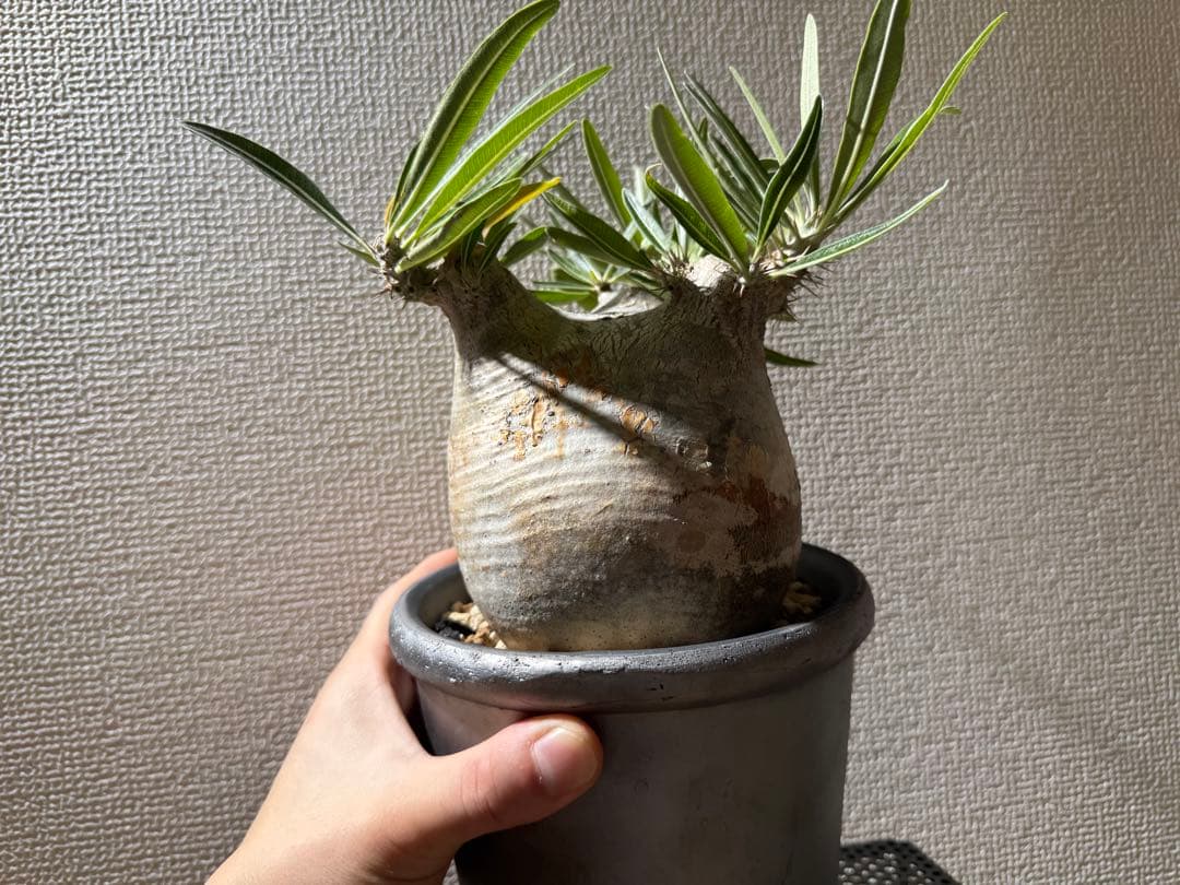 パキポディウムグラキリス　現地株　発根済み