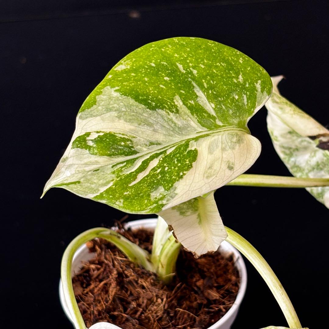 【3457828】モンステラ デリシオーサ レガシー