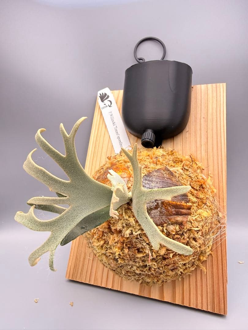 ビカクシダP.willinckii Totoro spore YMDS