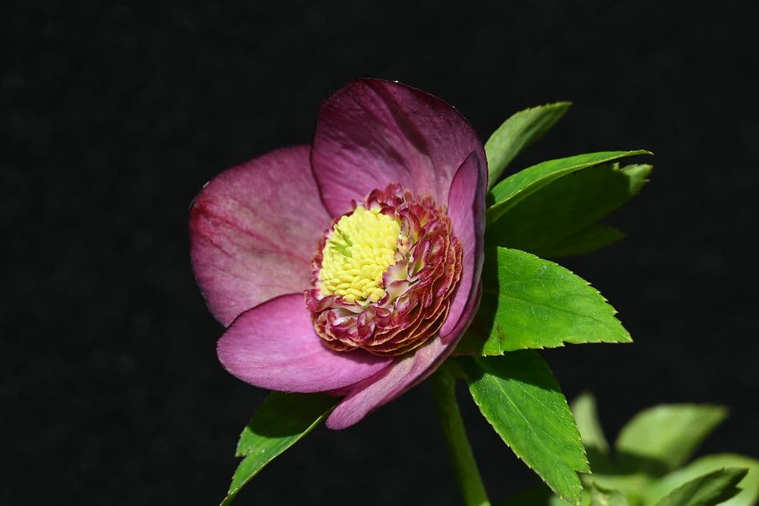 クリスマスローズ　sdレッドグラデーション　加藤農園