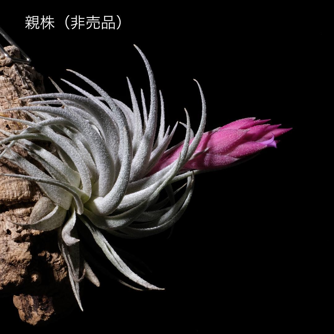 ブロメリア・エアープランツ Tillandsia 'Lavender Frost'