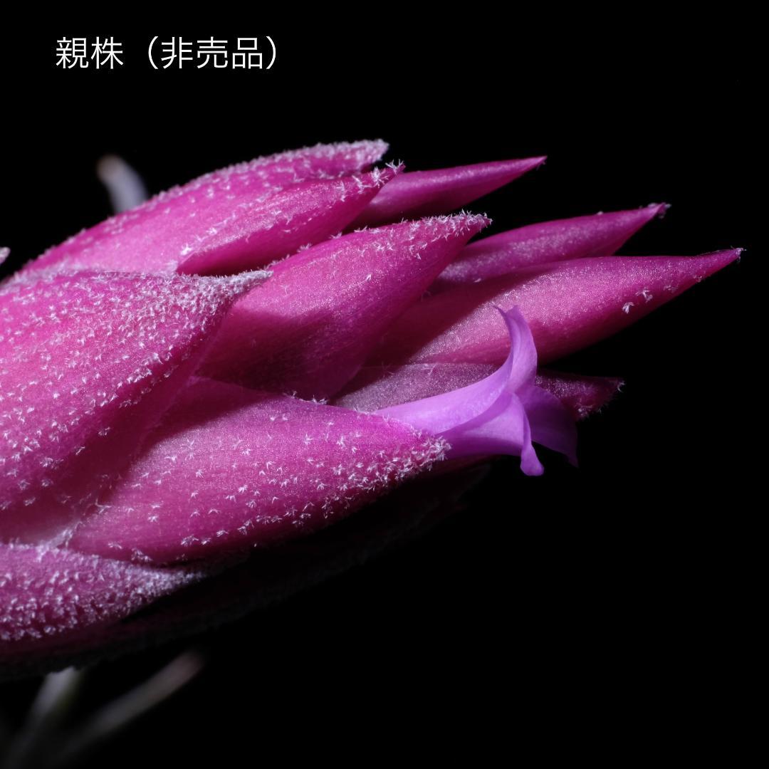 ブロメリア・エアープランツ Tillandsia 'Lavender Frost'