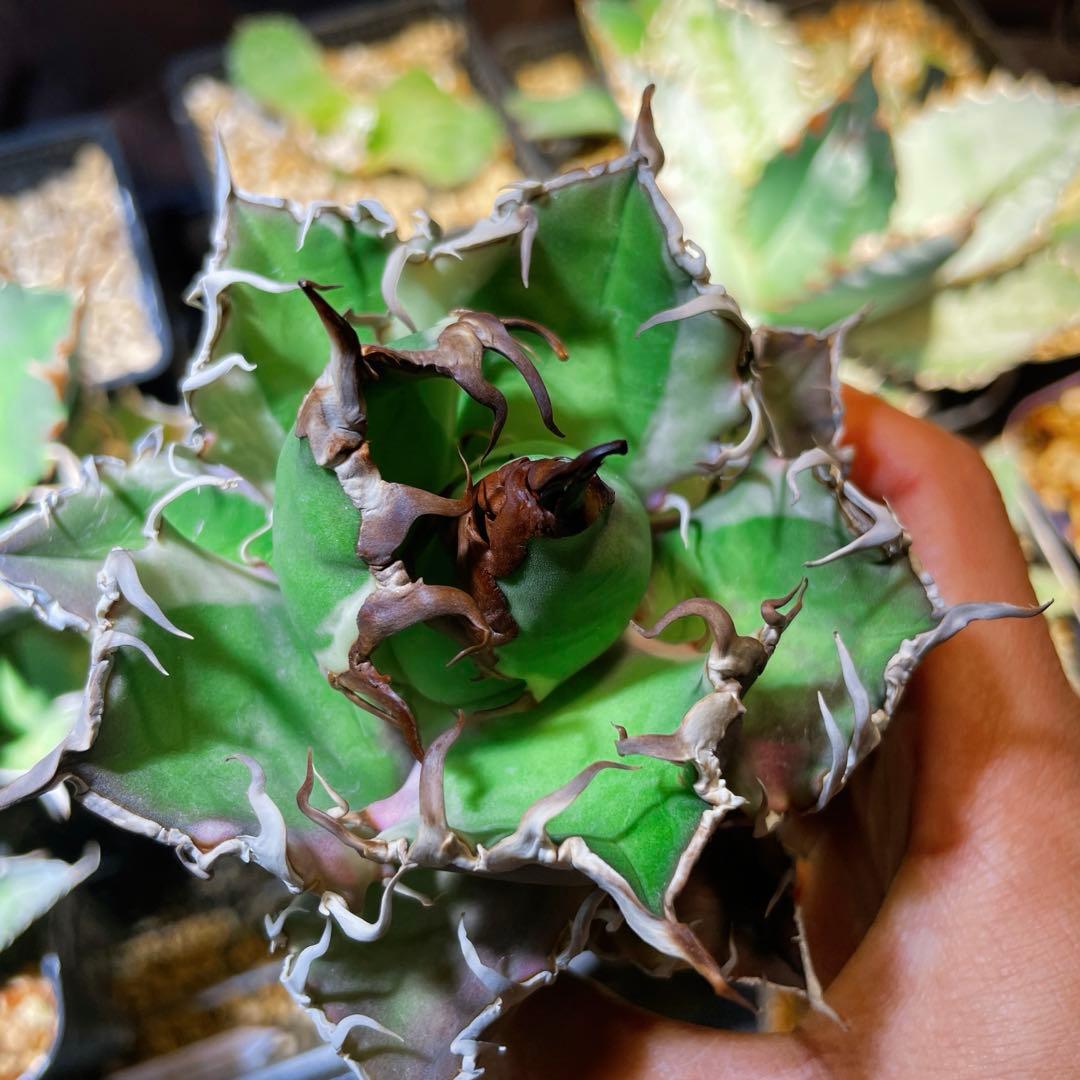 特選　アガベ チタノタ \