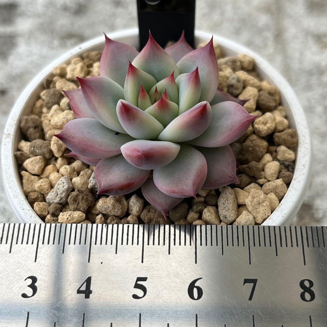 h*i様 多肉植物エケベリア実生苗セット 「ホリコロ×中里リンゼアナ」他4種