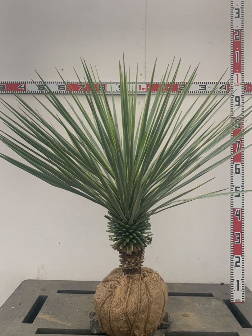 ユッカ　リギダ　　　斑入り