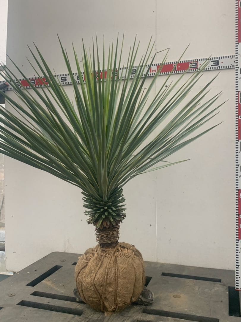 ユッカ　リギダ　　　斑入り