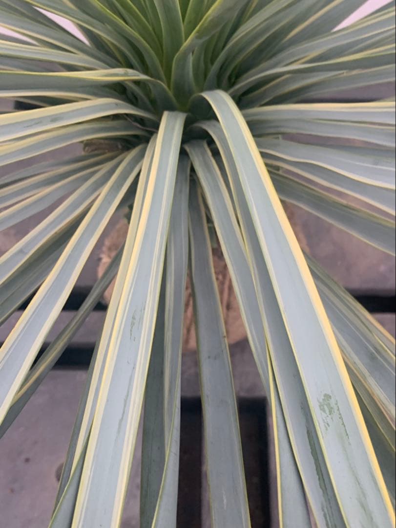 ユッカ　リギダ　　　斑入り