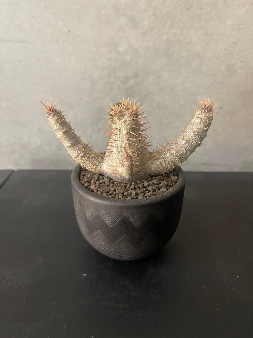 パキポディウムグラキリス実生　VALIEM