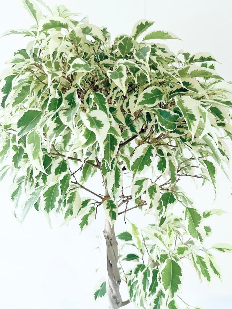 フィカス ベンジャミン スターライト ビューティークイーン✨編み込み✨