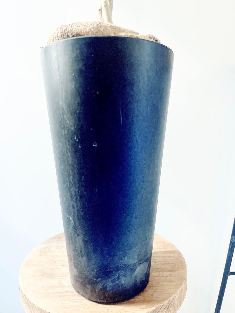 フィカス ベンジャミン スターライト ビューティークイーン✨編み込み✨