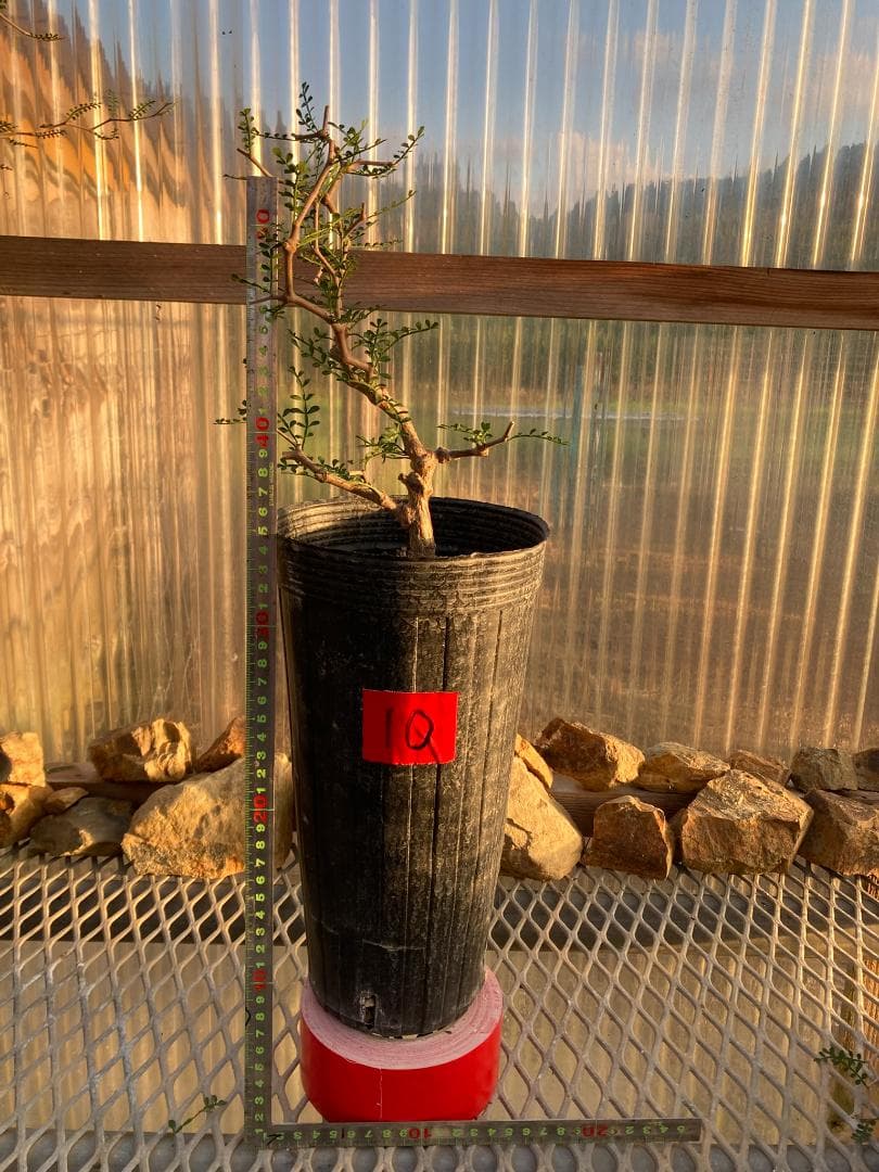 オペルクリカリア・パキプス(根挿し)No10