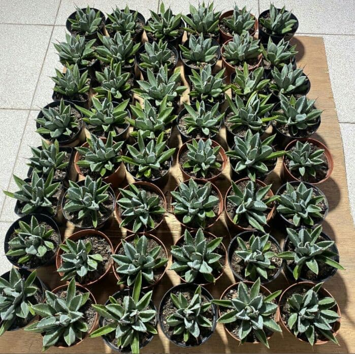 60株 多肉植物 アガベ　ポタトラム　キュービック