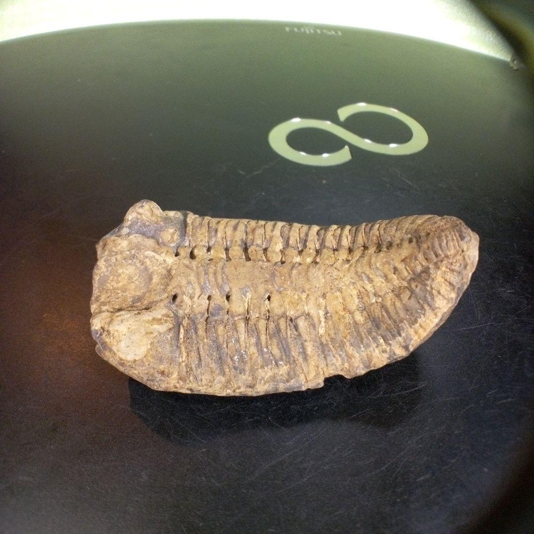 三葉虫　化石　fossil　ボリビア産　trilobite　ノジュール判別⑤