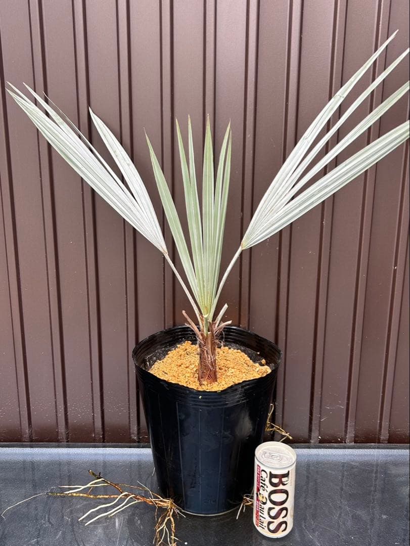 ブラヘア アルマータ T 特白個体