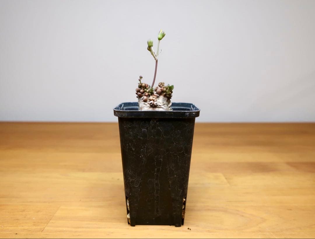 コレクション 現地株 オトンナ アルミアナ 管理5年目①