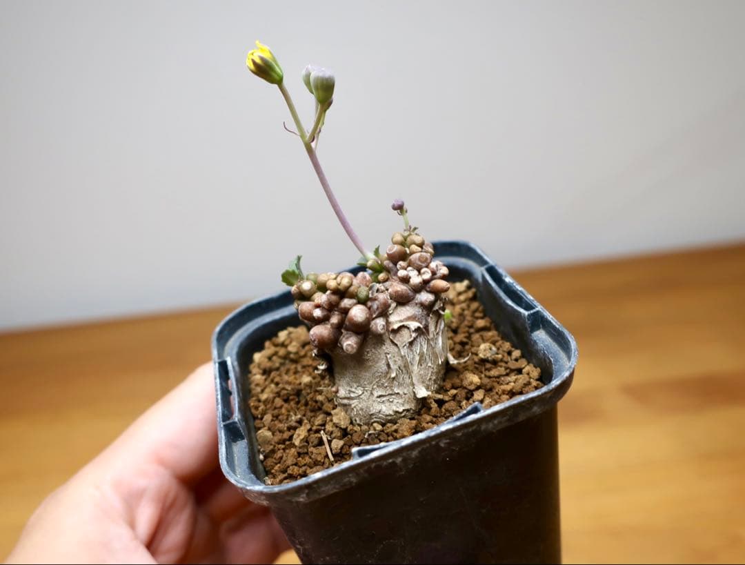 コレクション 現地株 オトンナ アルミアナ 管理5年目①