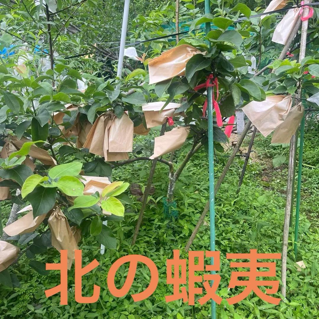 梨　豊水　成木