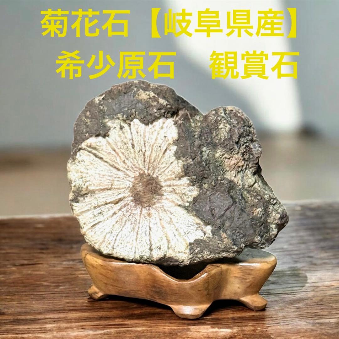 菊花石　希少原石　観賞石【岐阜県産】