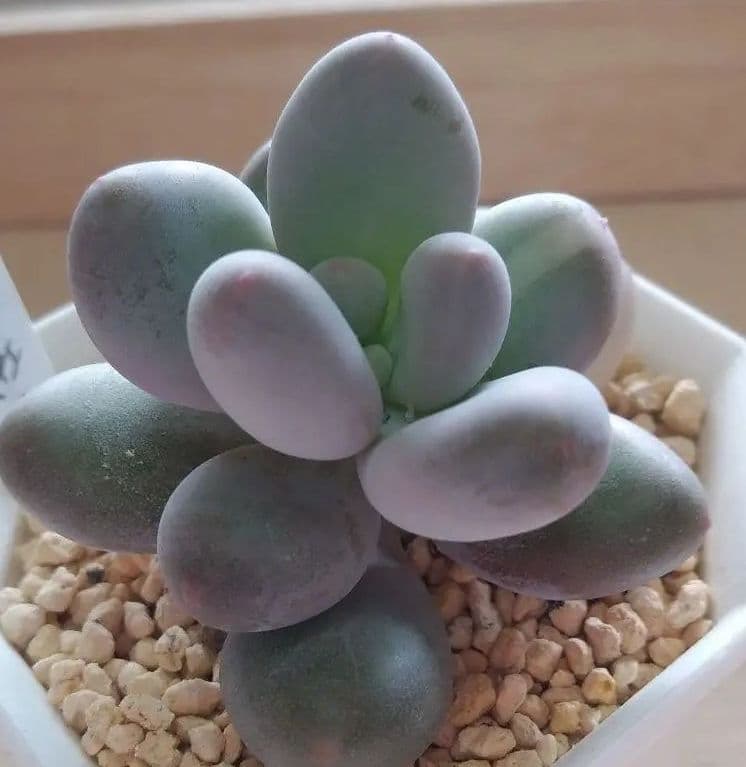 多肉植物　値下げ　紅頬美人錦　抜き苗