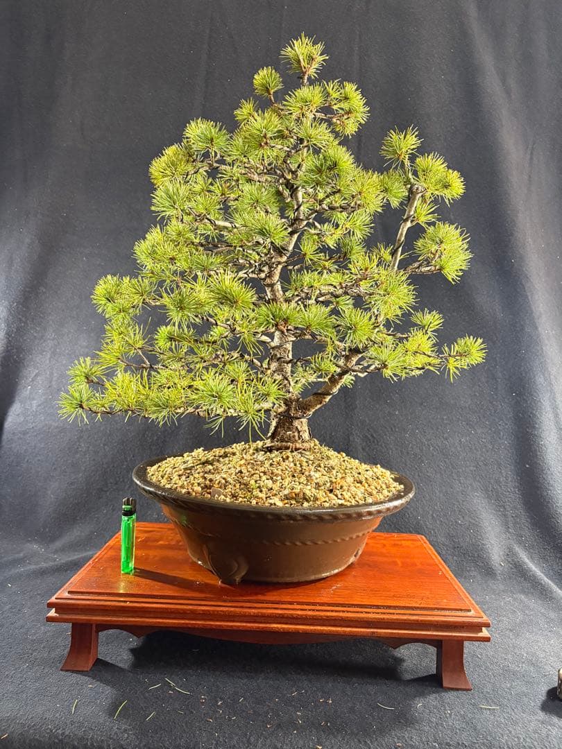 中品盆栽、赤石五葉松、双幹作り 目立った傷や汚れなし