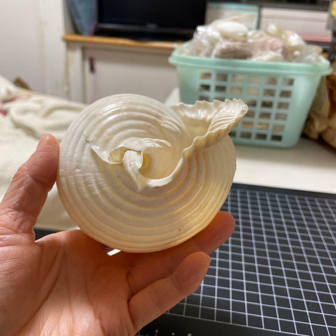 エマイトキワガイ　貝殻　標本